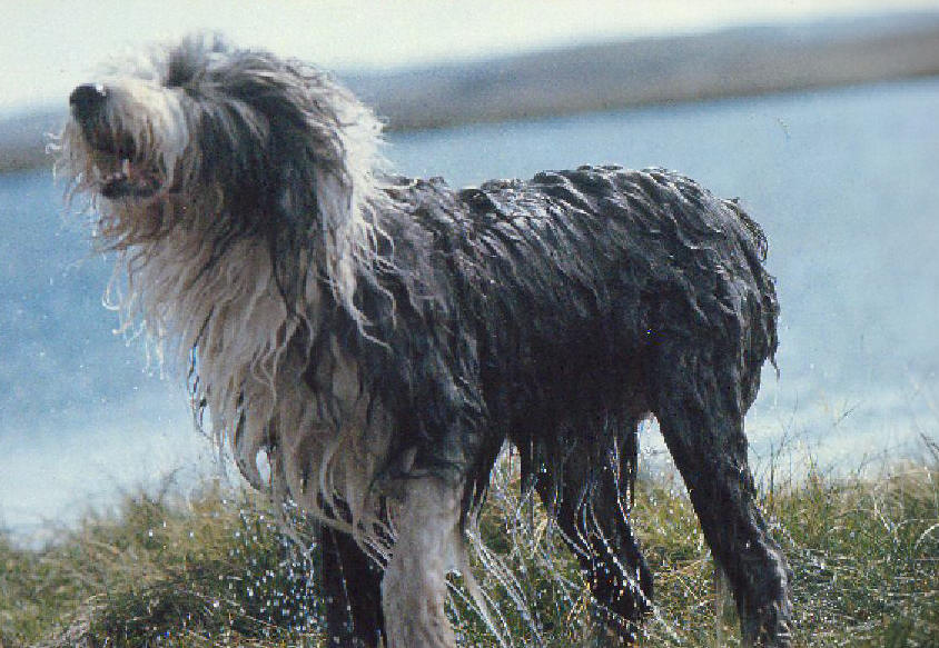 Photograph taken by Linda McCartney in 1970 featured in the 2004 